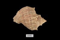 藏品(紅皺岩螺)的圖片